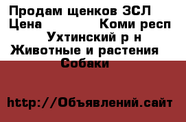 Продам щенков ЗСЛ.  › Цена ­ 12 000 - Коми респ., Ухтинский р-н Животные и растения » Собаки   